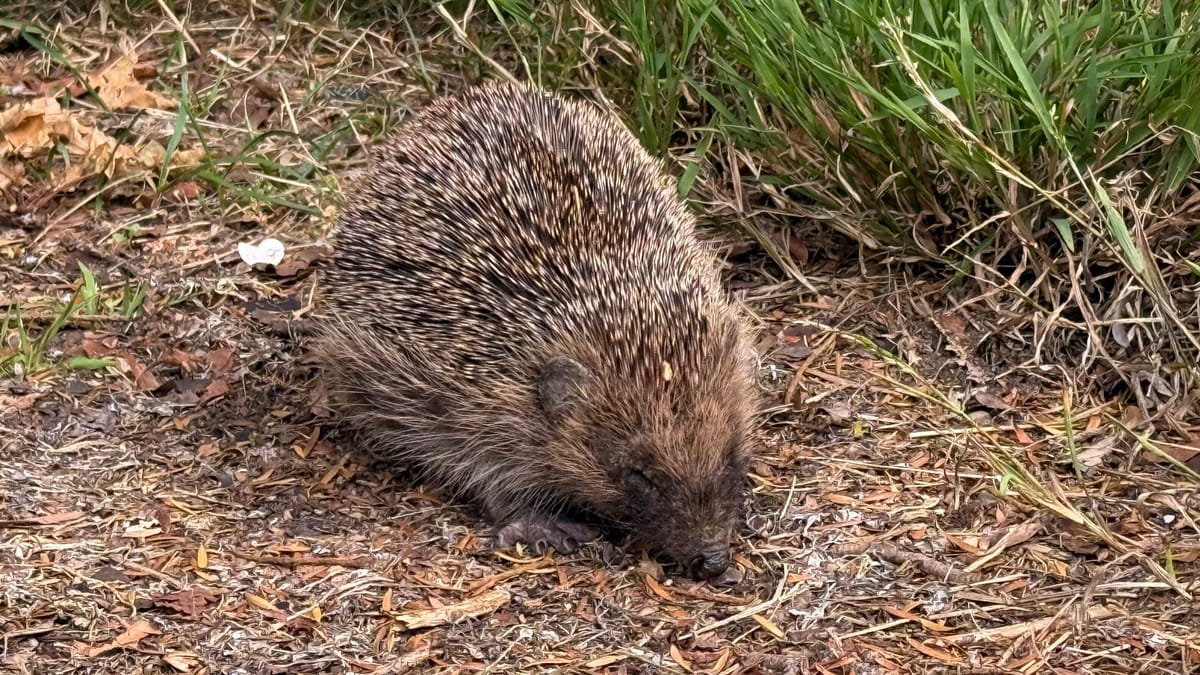 A Field Note on Compartmentalisation (and Booking Flights)