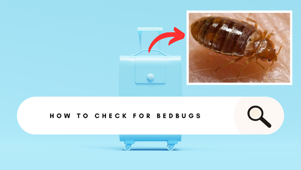 Sleep Tight, Travel Right: 5 Tips to Keep Bed Bugs at Bay