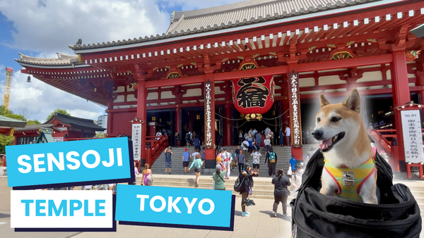 Unveiling Asakusa's Timeless Charm: A Journey Through Sensoji Temple